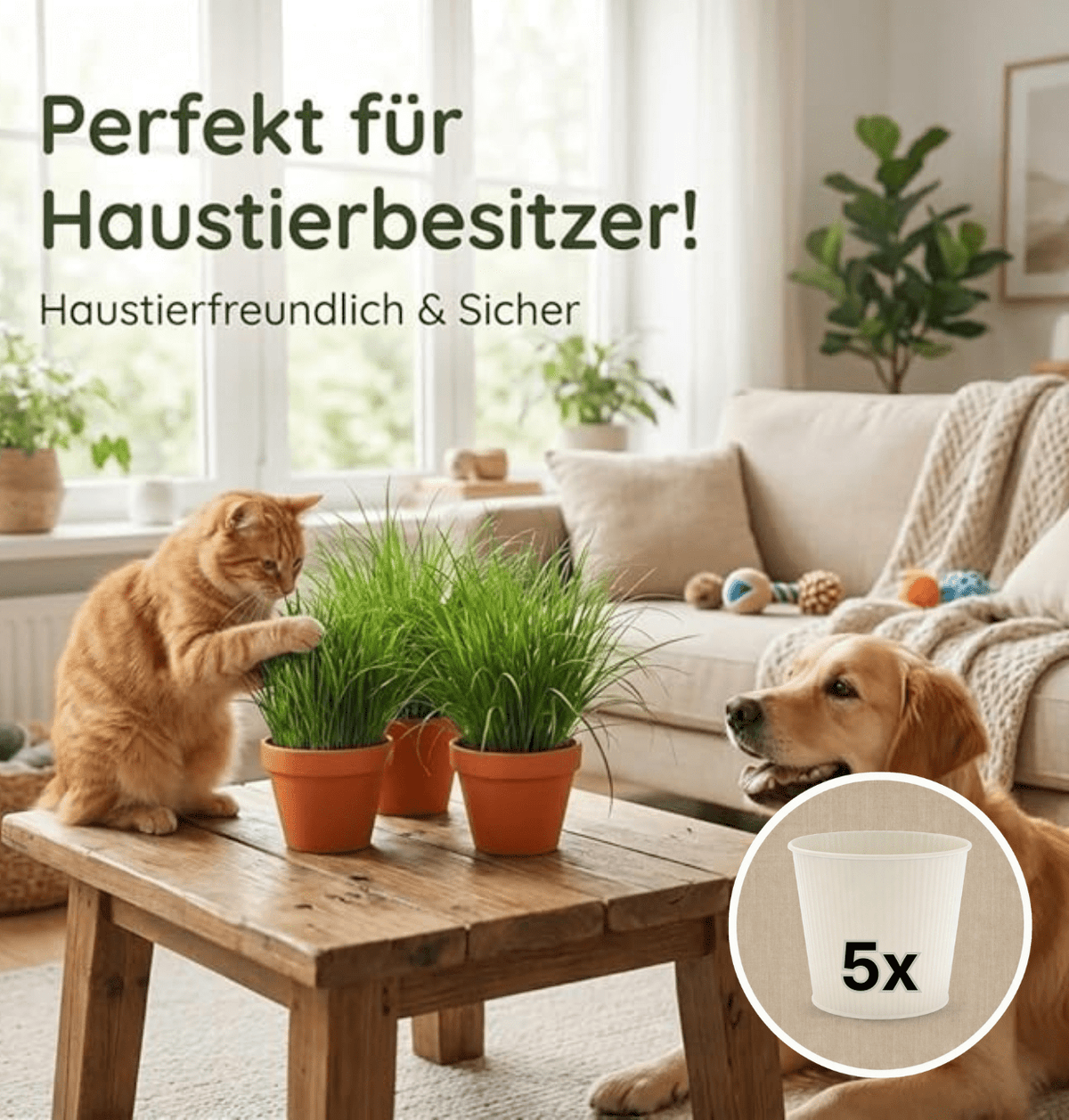 Katzengras + 5x Cremefarbener Zinktopf | 5er-Set | Cyperus zumula | ca. 20-30 cm | Ø 12-15 cm Topf - Blume Ideal