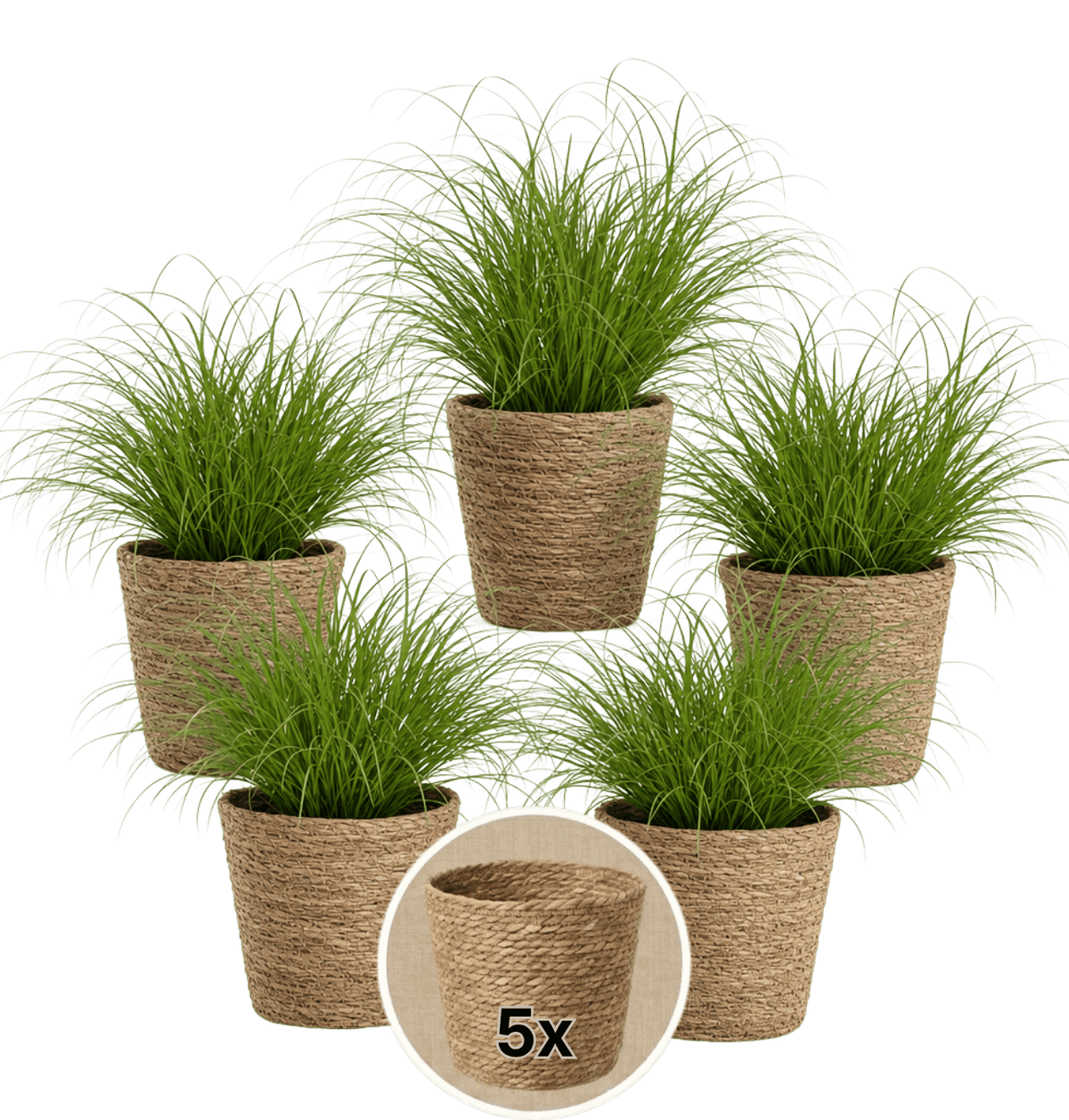 Katzengras + 5x Seegraskorb | 5er-Set | Cyperus zumula | ca. 20-30 cm | Ø 12-15 cm Topf - Blume Ideal