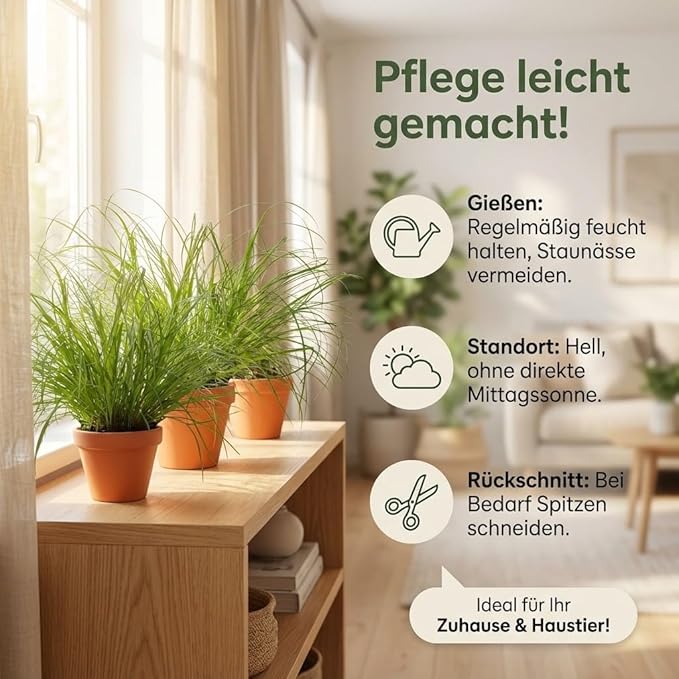 Katzengras + 5x Seegraskorb | 5er-Set | Cyperus zumula | ca. 20-30 cm | Ø 12-15 cm Topf - Blume Ideal