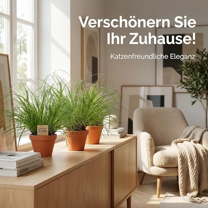 Katzengras + 5x Seegraskorb | 5er-Set | Cyperus zumula | ca. 20-30 cm | Ø 12-15 cm Topf - Blume Ideal