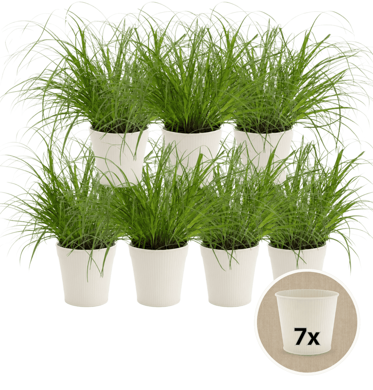 Katzengras + 7x Cremefarbener Zinktopf | 7er-Set | Cyperus zumula | ca. 20-30 cm | Ø 12-15 cm Topf - Blume Ideal