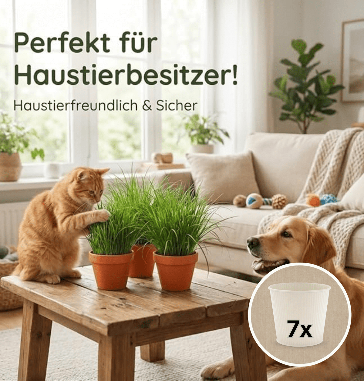 Katzengras + 7x Cremefarbener Zinktopf | 7er-Set | Cyperus zumula | ca. 20-30 cm | Ø 12-15 cm Topf - Blume Ideal