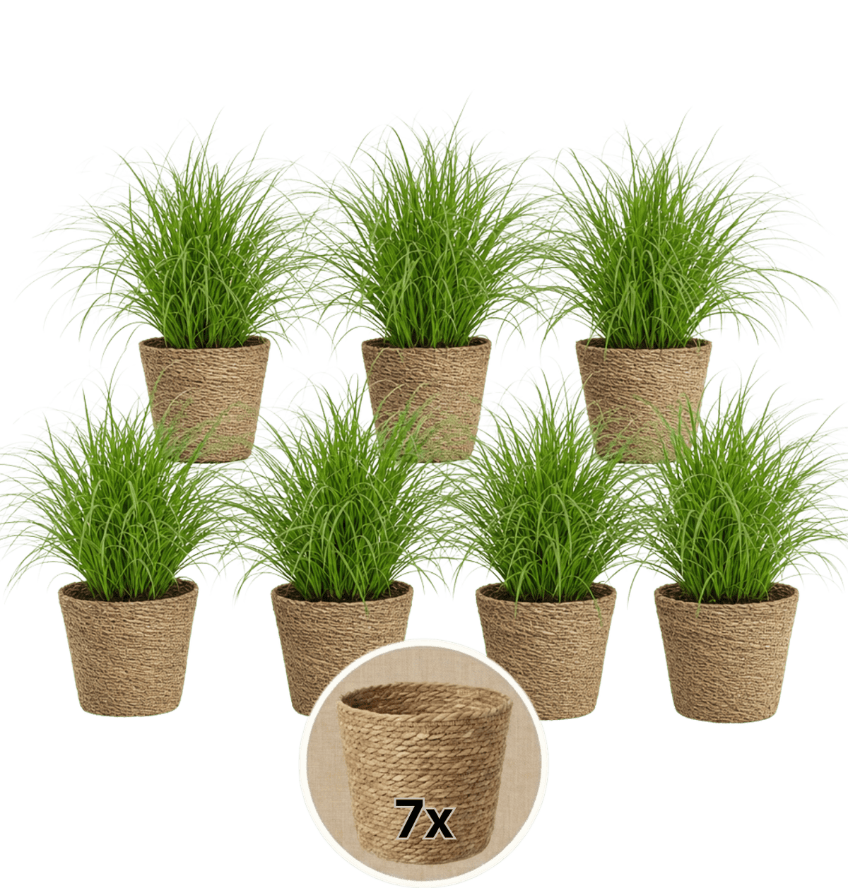 Katzengras + 7x Seegraskorb | 7er-Set | Cyperus zumula | ca. 20-30 cm | Ø 12-15 cm Topf - Blume Ideal