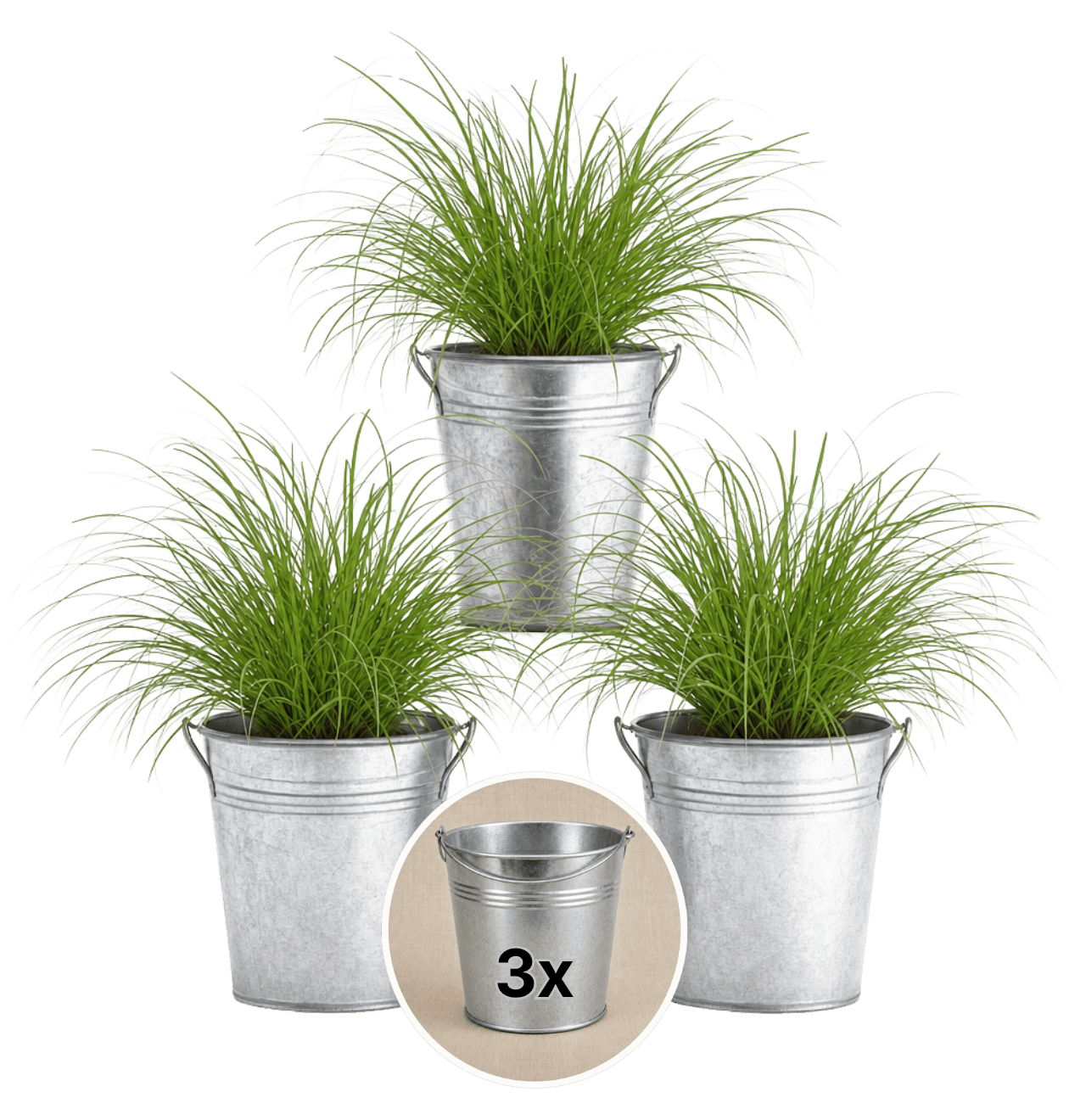 Katzengras + Zinktopf | 3er - Set | Cyperus zumula | ca. 20 - 30 cm | Ø 12 - 15 cm Topf - Blume Ideal