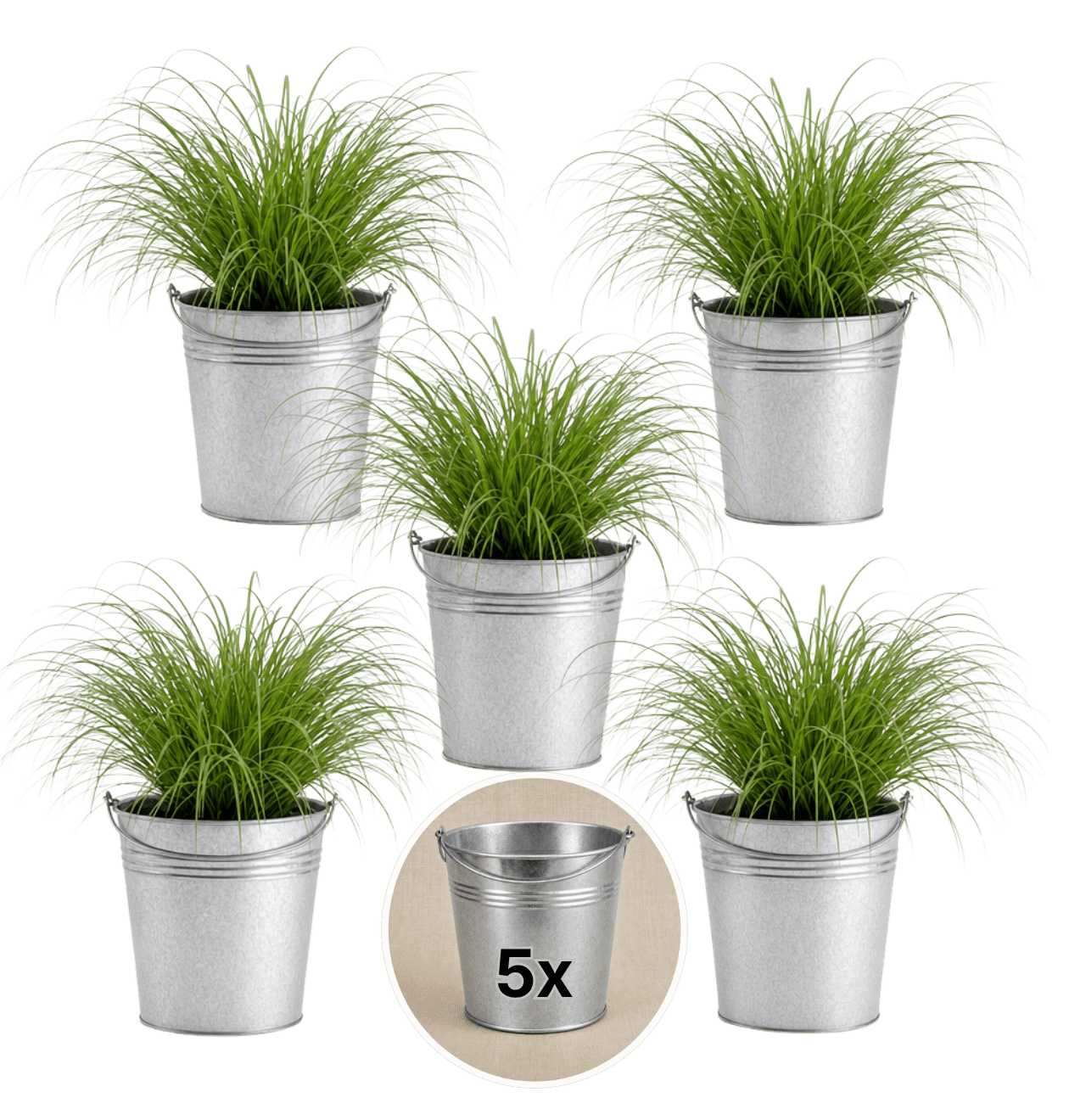 Katzengras + Zinktopf | 5er - Set | Cyperus zumula | ca. 20 - 30 cm | Ø 12 - 15 cm Topf - Blume Ideal