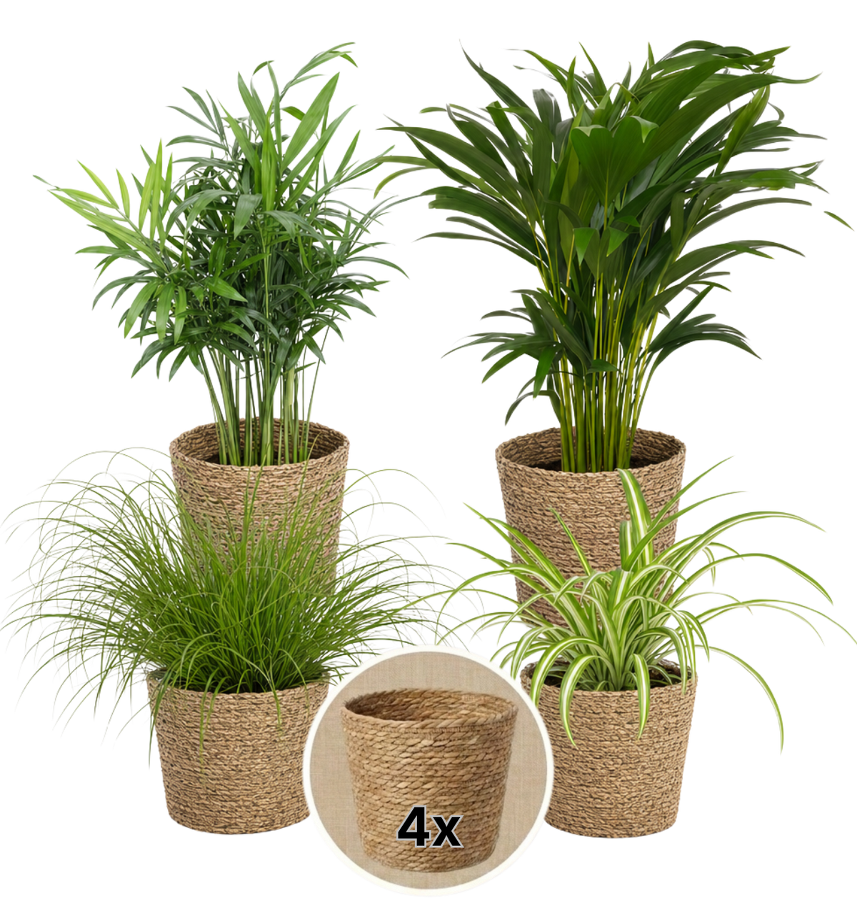 “Katzenliebhaber” Pflanzenset + 4x Seegraskorb | 4er-Set | ca. 30-45 cm | Ø 12-15 cm Topf - Blume Ideal