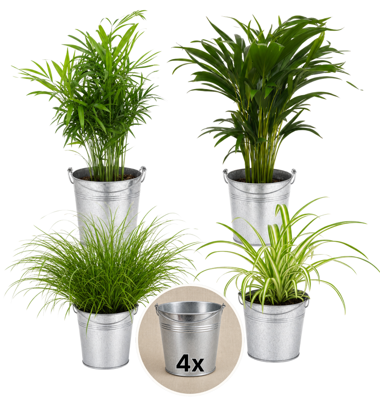 “Katzenliebhaber” Pflanzenset + Zinktopf | 4er - Set | ca. 30 - 45 cm | Ø 12 - 15 cm Topf - Blume Ideal