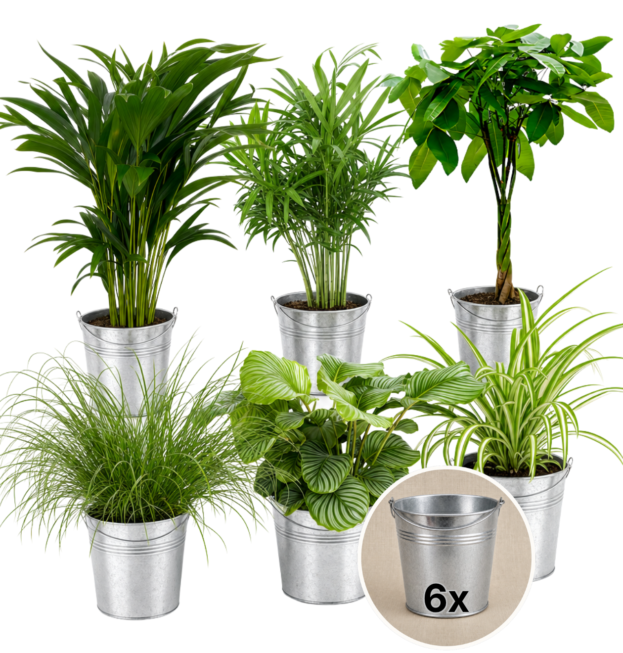 “Katzenliebhaber” Pflanzenset + Zinktopf | 6er - Set | ca. 30 - 45 cm | Ø 12 - 15 cm Topf - Blume Ideal