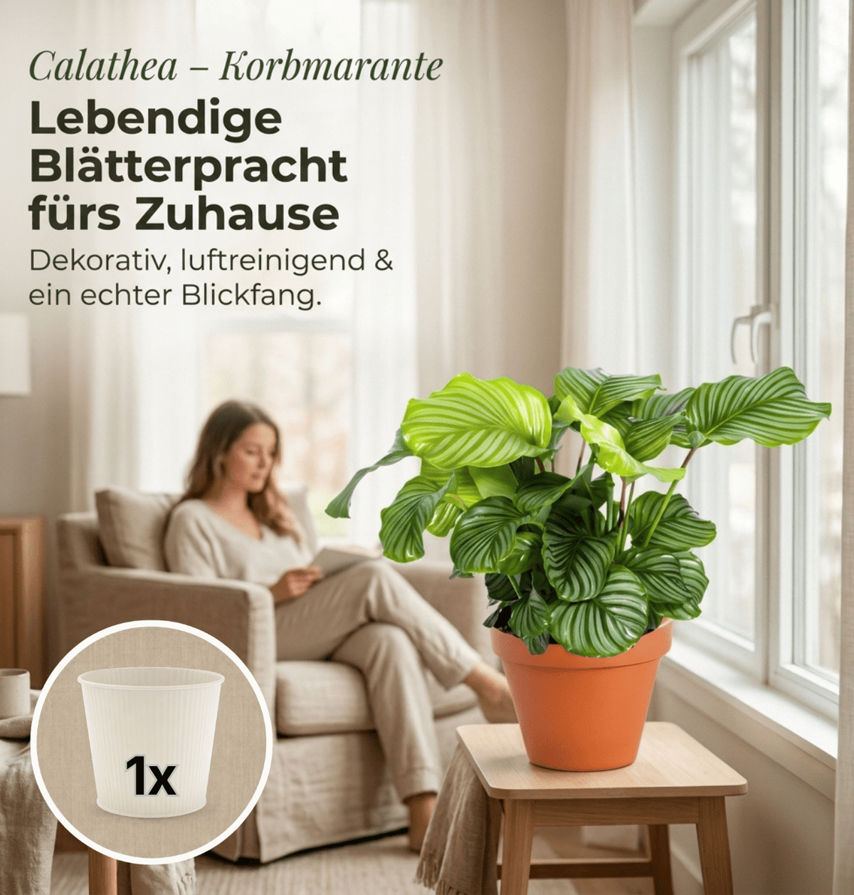 Korbmarante + 1x Cremefarbener Zinktopf | Calathea | ca. 40-50 cm | Ø 12-15 cm Topf - Blume Ideal