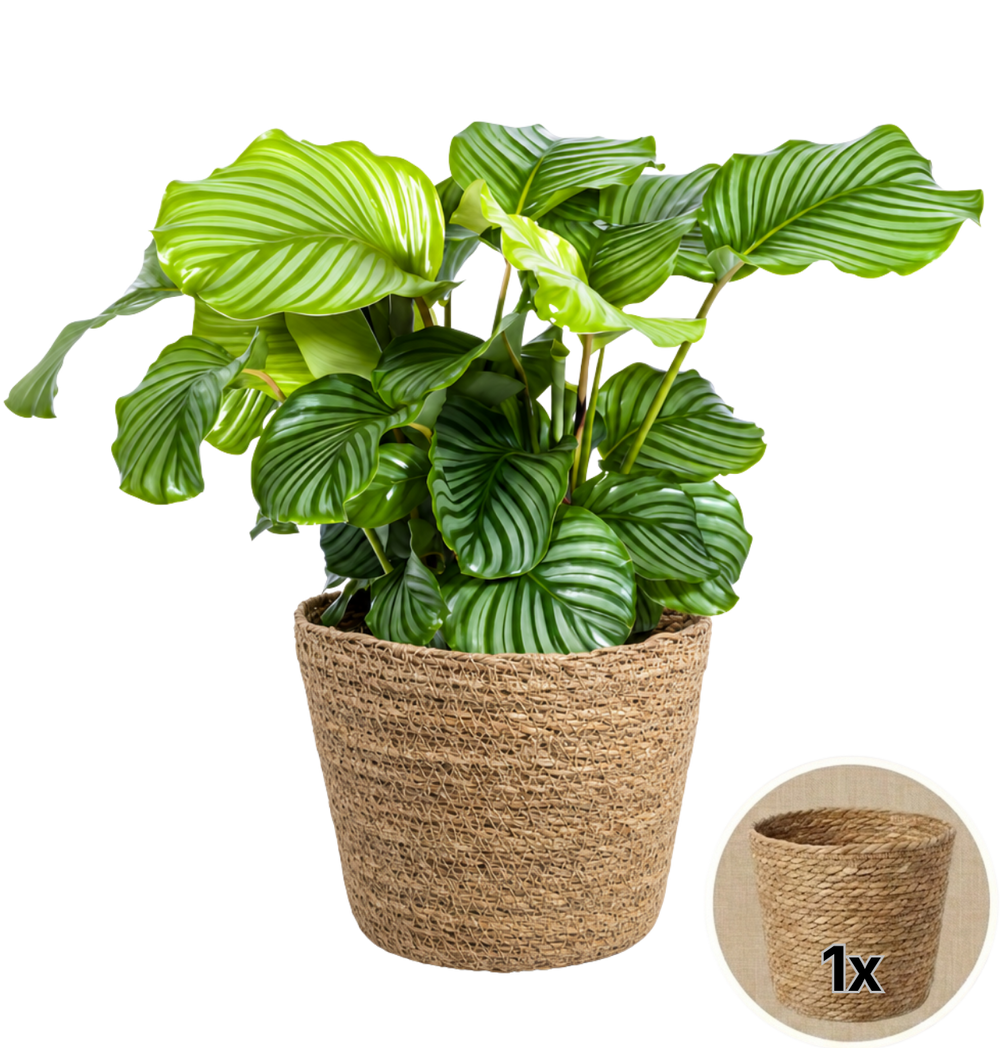 Korbmarante + 1x Seegraskorb | Calathea | ca. 40-50 cm | Ø 12-15 cm Topf - Blume Ideal