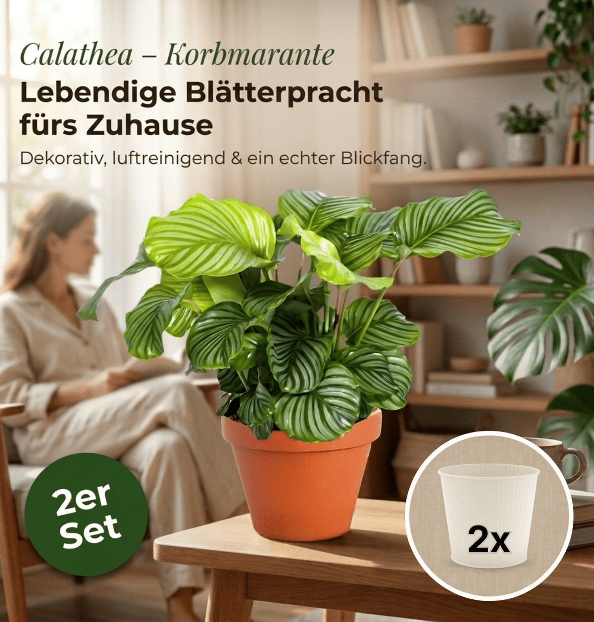 Korbmarante + 2x Cremefarbener Zinktopf | 2er-Set | Calathea | ca. 40-50 cm | Ø 12-15 cm Topf - Blume Ideal