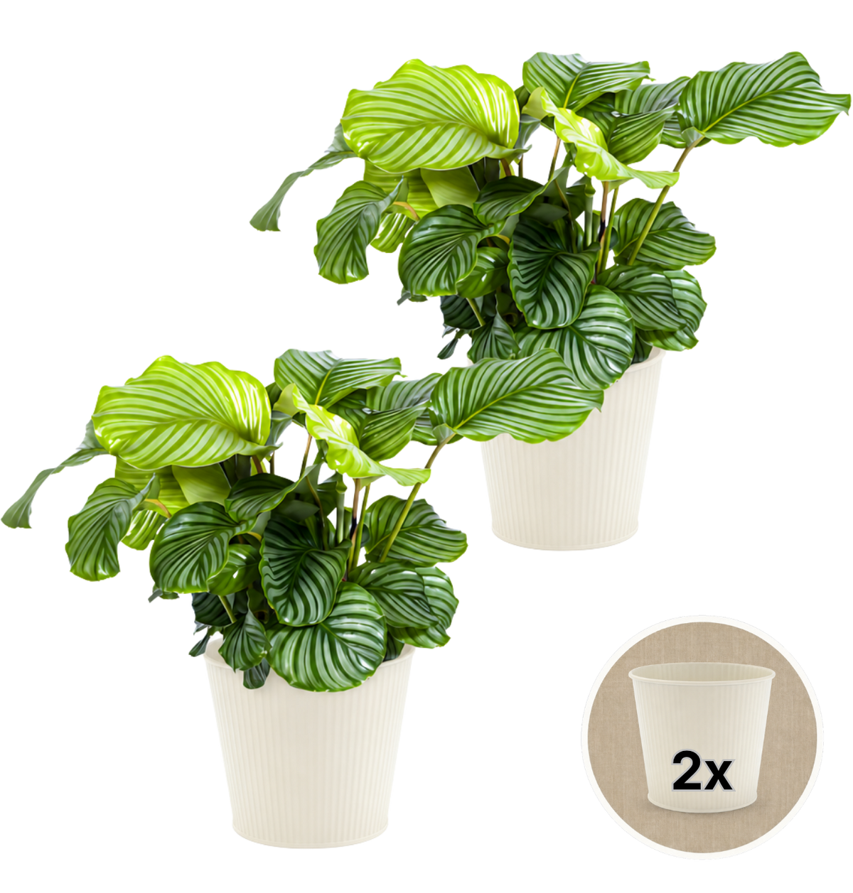 Korbmarante + 2x Cremefarbener Zinktopf | 2er-Set | Calathea | ca. 40-50 cm | Ø 12-15 cm Topf - Blume Ideal