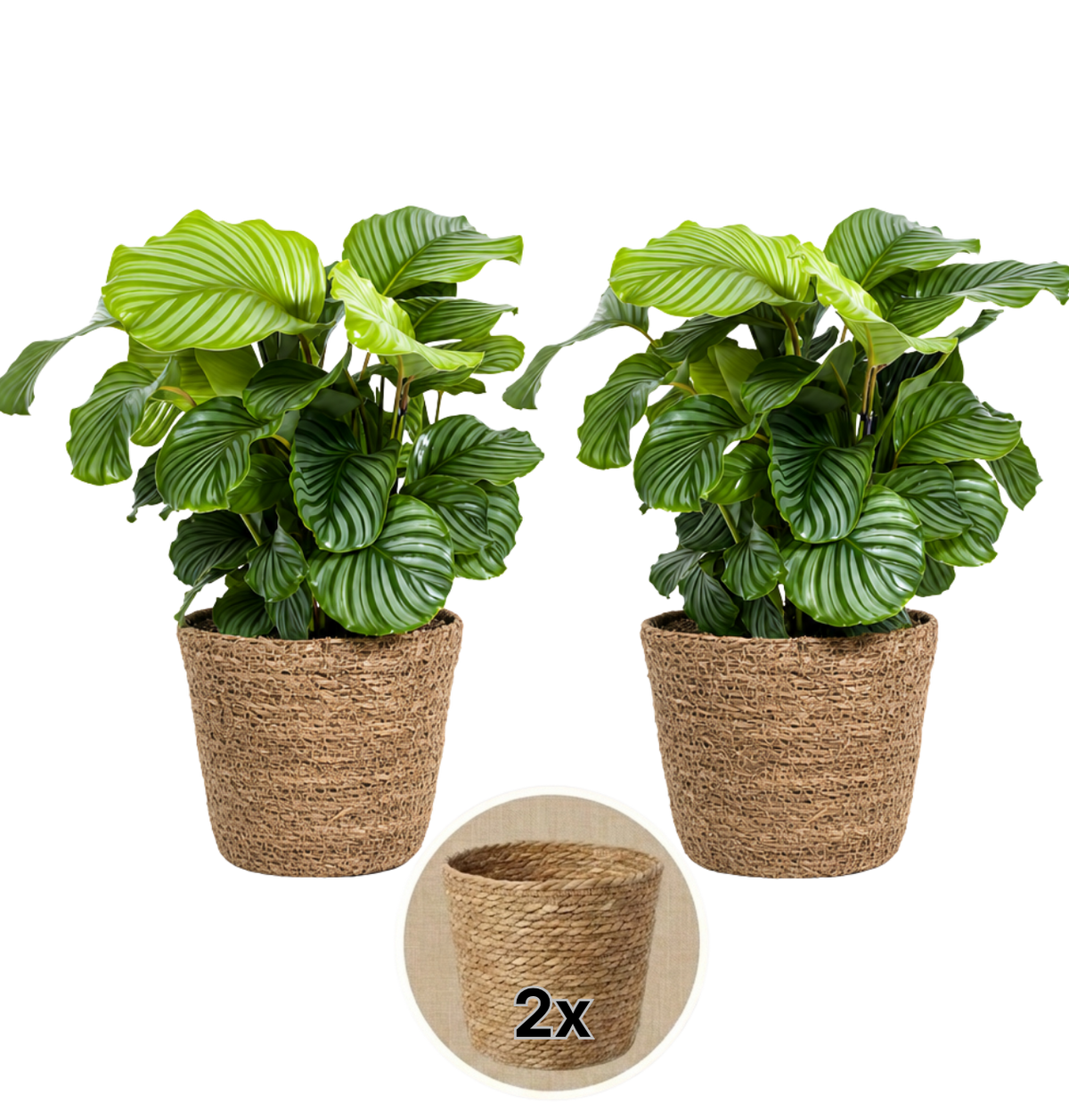 Korbmarante + 2x Seegraskorb | 2er-Set | Calathea | ca. 40-50 cm | Ø 12-15 cm Topf - Blume Ideal