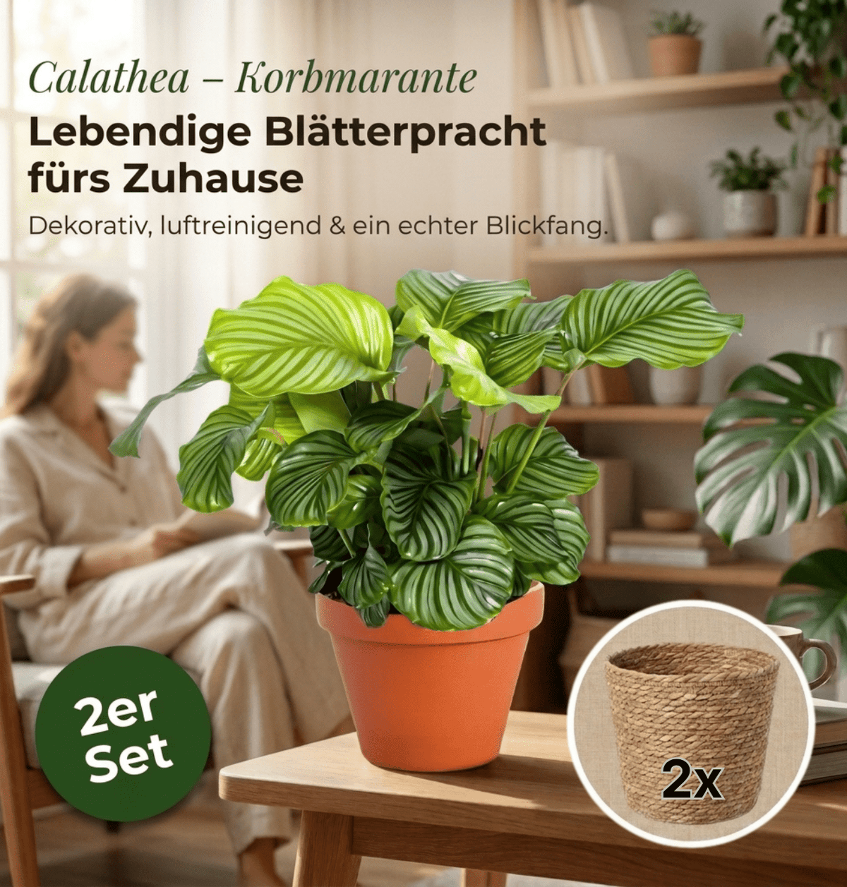 Korbmarante + 2x Seegraskorb | 2er-Set | Calathea | ca. 40-50 cm | Ø 12-15 cm Topf - Blume Ideal