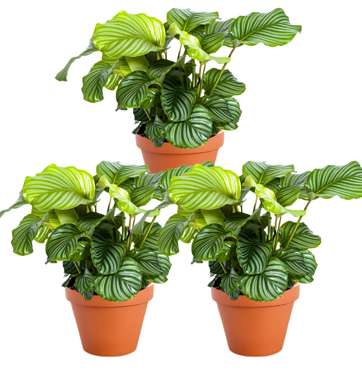 Korbmarante | 3er - Set | Calathea | ca. 40 - 50 cm | Ø 12 - 15 cm Topf - Blume Ideal