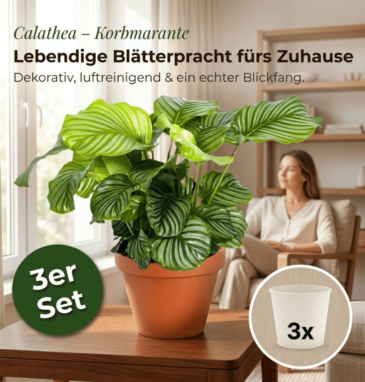 Korbmarante + 3x Cremefarbener Zinktopf | 3er-Set | Calathea | ca. 40-50 cm | Ø 12-15 cm Topf - Blume Ideal