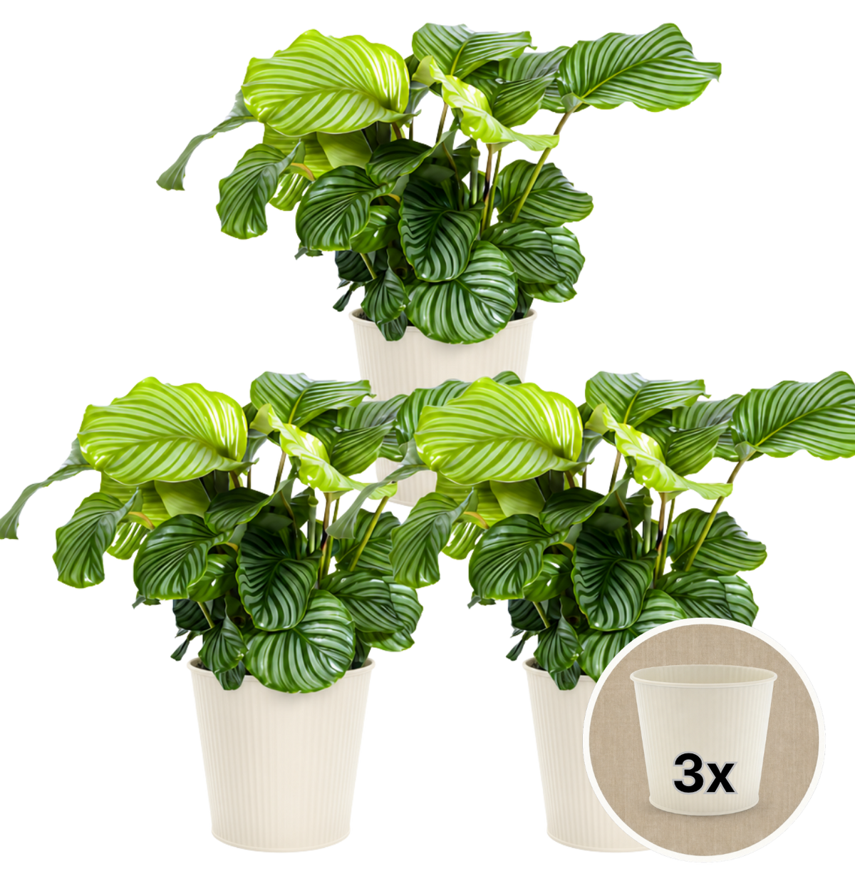 Korbmarante + 3x Cremefarbener Zinktopf | 3er-Set | Calathea | ca. 40-50 cm | Ø 12-15 cm Topf - Blume Ideal