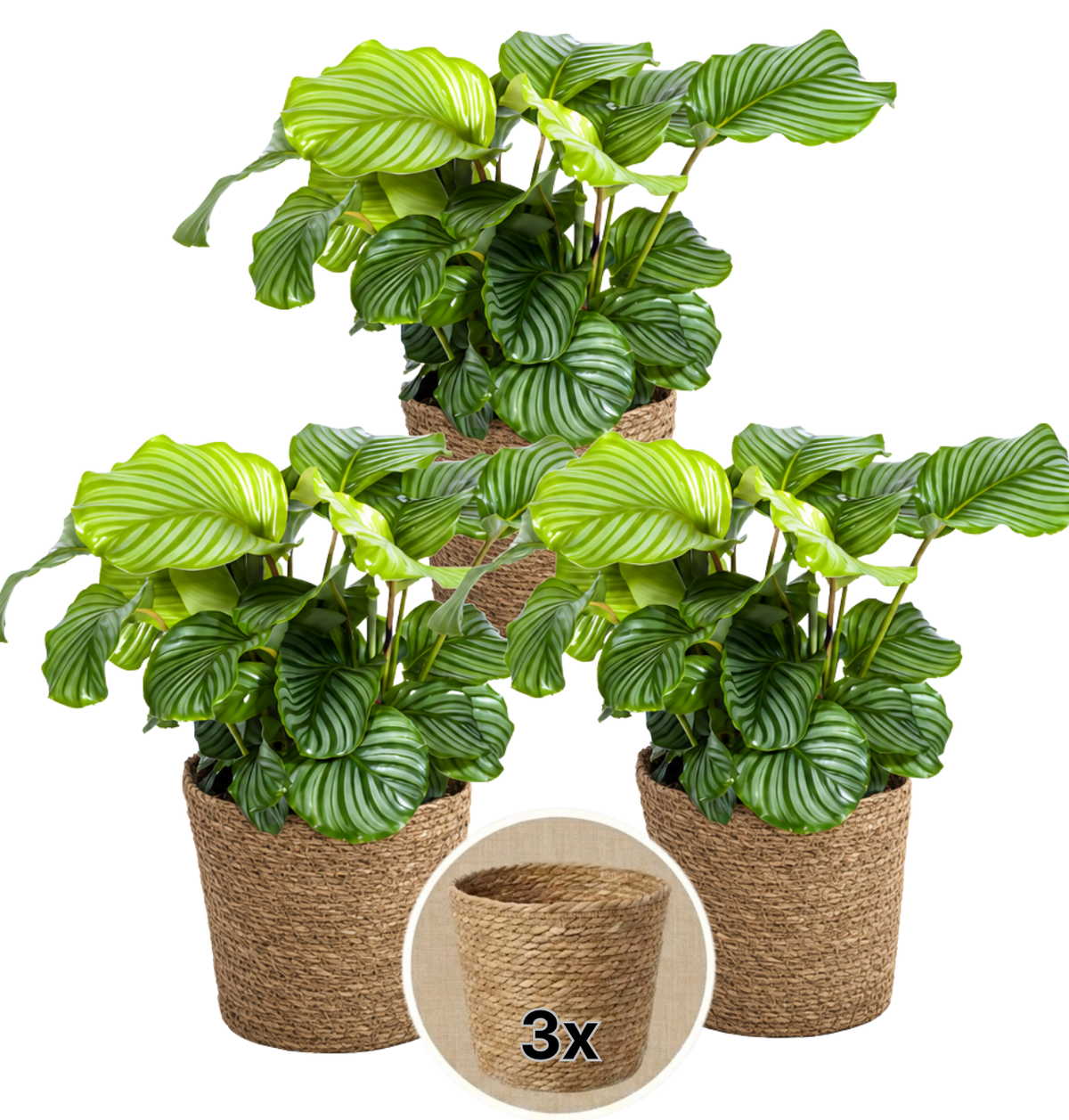Korbmarante + 3x Seegraskorb | 3er-Set | Calathea | ca. 40-50 cm | Ø 12-15 cm Topf - Blume Ideal