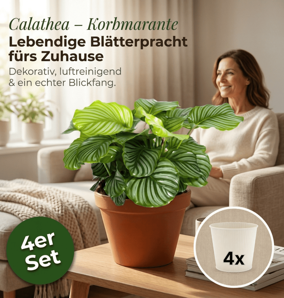 Korbmarante + 4x Cremefarbener Zinktopf | 4er-Set | Calathea | ca. 40-50 cm | Ø 12-15 cm Topf - Blume Ideal