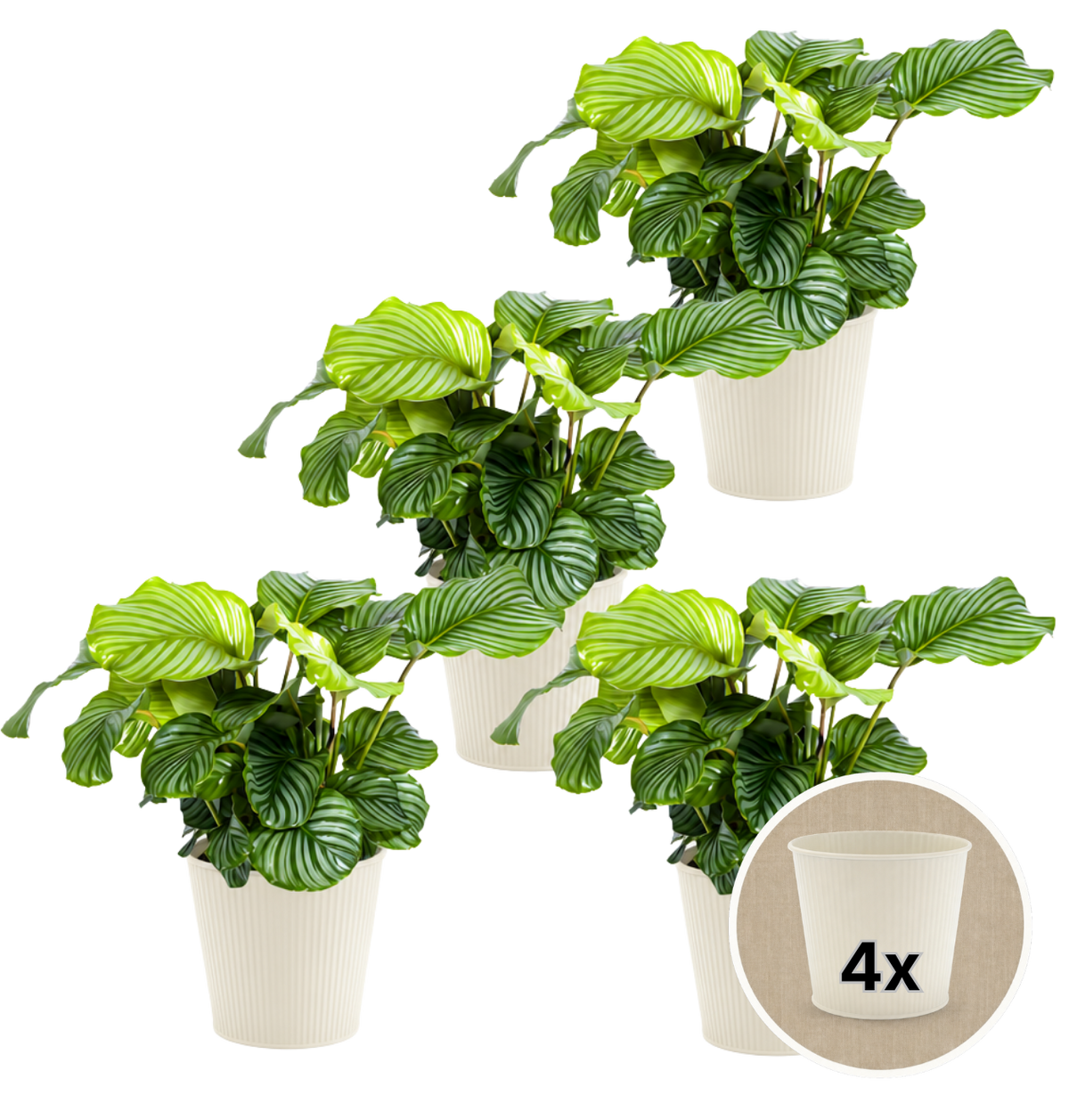 Korbmarante + 4x Cremefarbener Zinktopf | 4er-Set | Calathea | ca. 40-50 cm | Ø 12-15 cm Topf - Blume Ideal