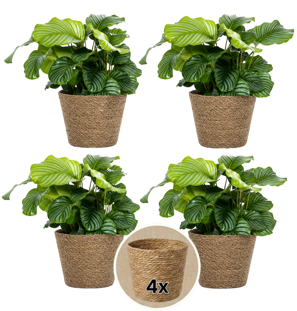 Korbmarante + 4x Seegraskorb | 4er-Set | Calathea | ca. 40-50 cm | Ø 12-15 cm Topf - Blume Ideal