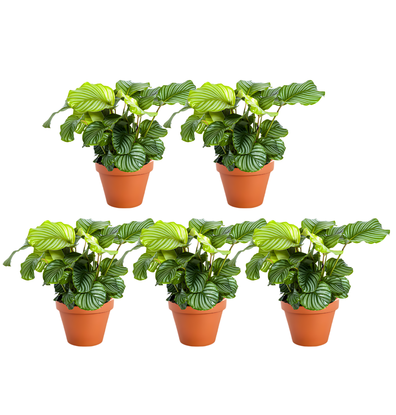 Korbmarante | 5er - Set | Calathea | ca. 40 - 50 cm | Ø 12 - 15 cm Topf - Blume Ideal
