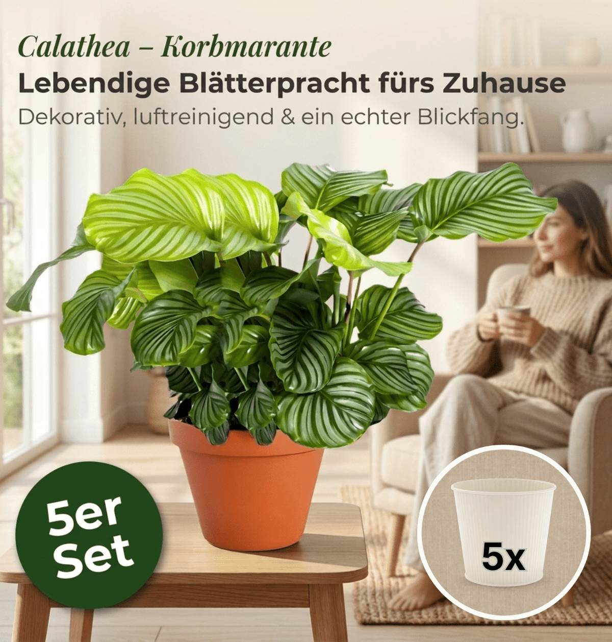 Korbmarante + 5x Cremefarbener Zinktopf | 5er-Set | Calathea | ca. 40-50 cm | Ø 12-15 cm Topf - Blume Ideal