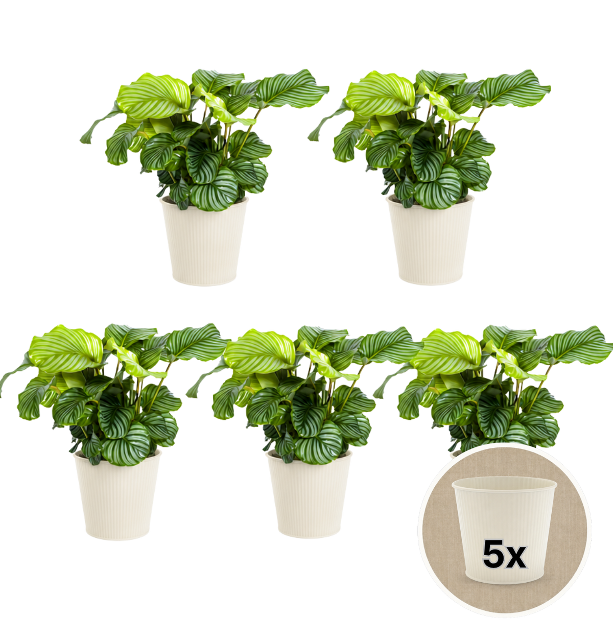 Korbmarante + 5x Cremefarbener Zinktopf | 5er-Set | Calathea | ca. 40-50 cm | Ø 12-15 cm Topf - Blume Ideal