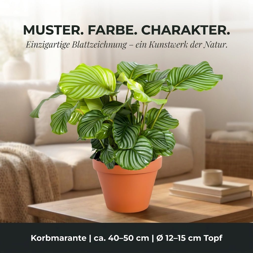 Korbmarante + 5x Seegraskorb | 5er-Set | Calathea | ca. 40-50 cm | Ø 12-15 cm Topf - Blume Ideal