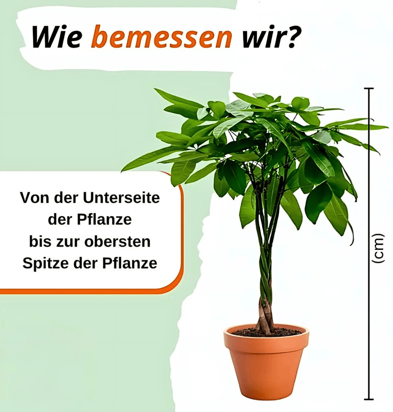 Korbmarante | 6er - Set | Calathea | ca. 40 - 50 cm | Ø 12 - 15 cm Topf - Blume Ideal