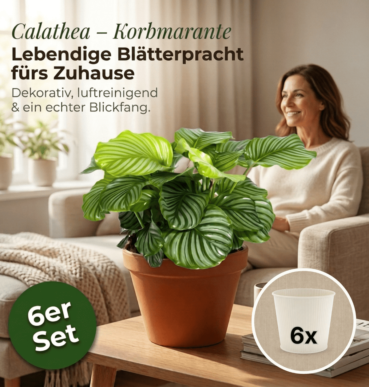 Korbmarante + 6x Cremefarbener Zinktopf | 6er-Set | Calathea | ca. 40-50 cm | Ø 12-15 cm Topf - Blume Ideal