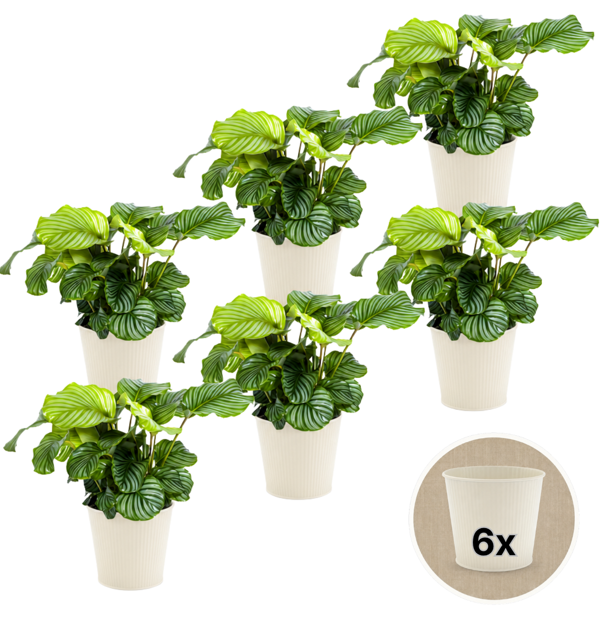 Korbmarante + 6x Cremefarbener Zinktopf | 6er-Set | Calathea | ca. 40-50 cm | Ø 12-15 cm Topf - Blume Ideal