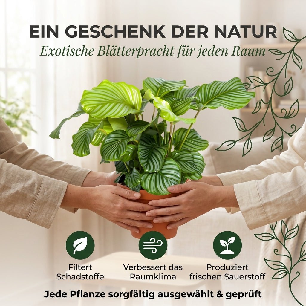 Korbmarante + 6x Seegraskorb | 6er-Set | Calathea | ca. 40-50 cm | Ø 12-15 cm Topf - Blume Ideal