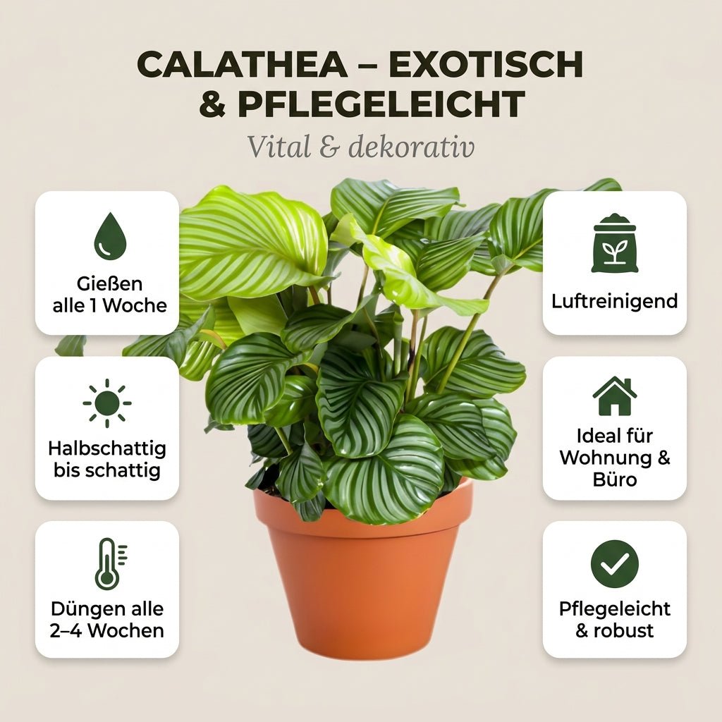 Korbmarante + 6x Seegraskorb | 6er-Set | Calathea | ca. 40-50 cm | Ø 12-15 cm Topf - Blume Ideal