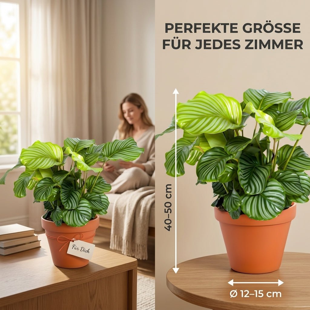Korbmarante + 6x Seegraskorb | 6er-Set | Calathea | ca. 40-50 cm | Ø 12-15 cm Topf - Blume Ideal