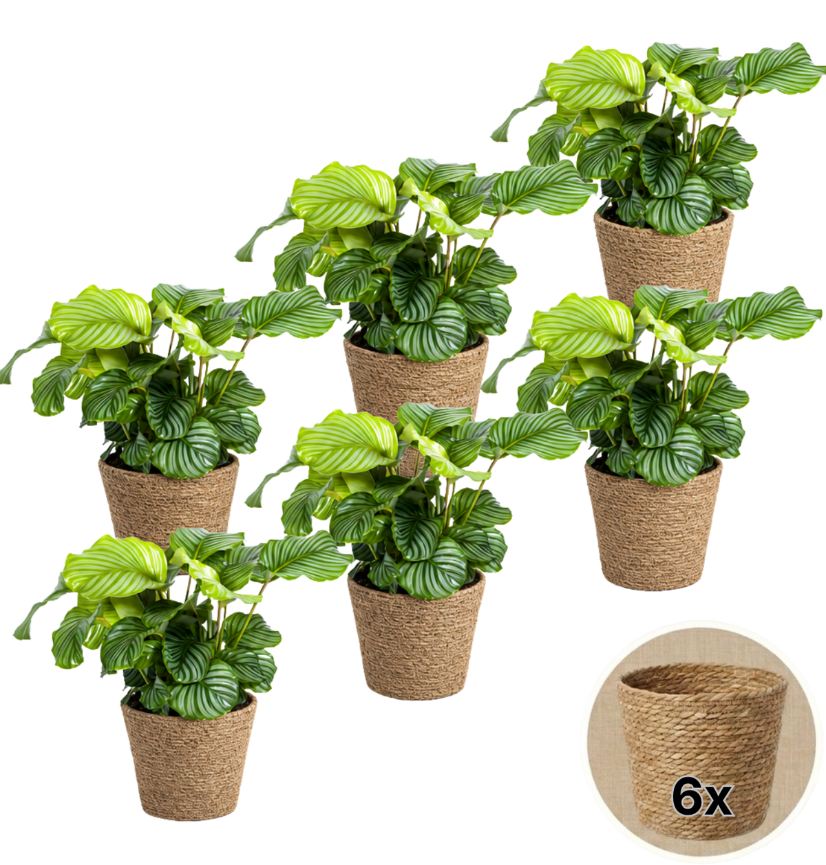 Korbmarante + 6x Seegraskorb | 6er-Set | Calathea | ca. 40-50 cm | Ø 12-15 cm Topf - Blume Ideal
