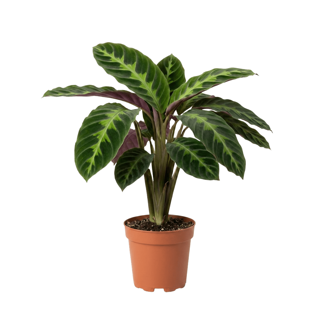 Korbmarante | Calathea - Blume Ideal