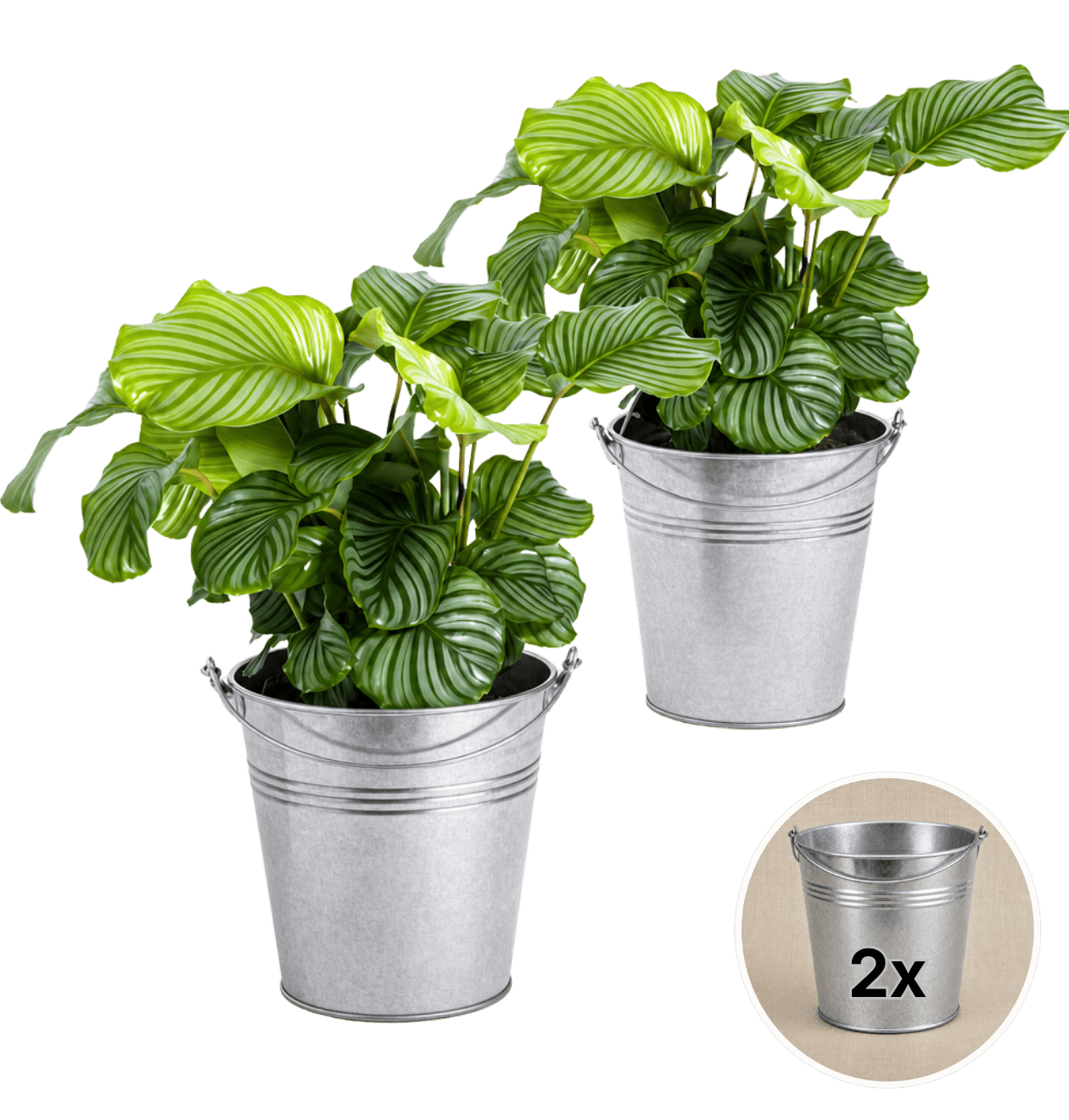 Korbmarante + Zinktopf | 2er - Set | Calathea | ca. 40 - 50 cm | Ø 12 - 15 cm Topf - Blume Ideal