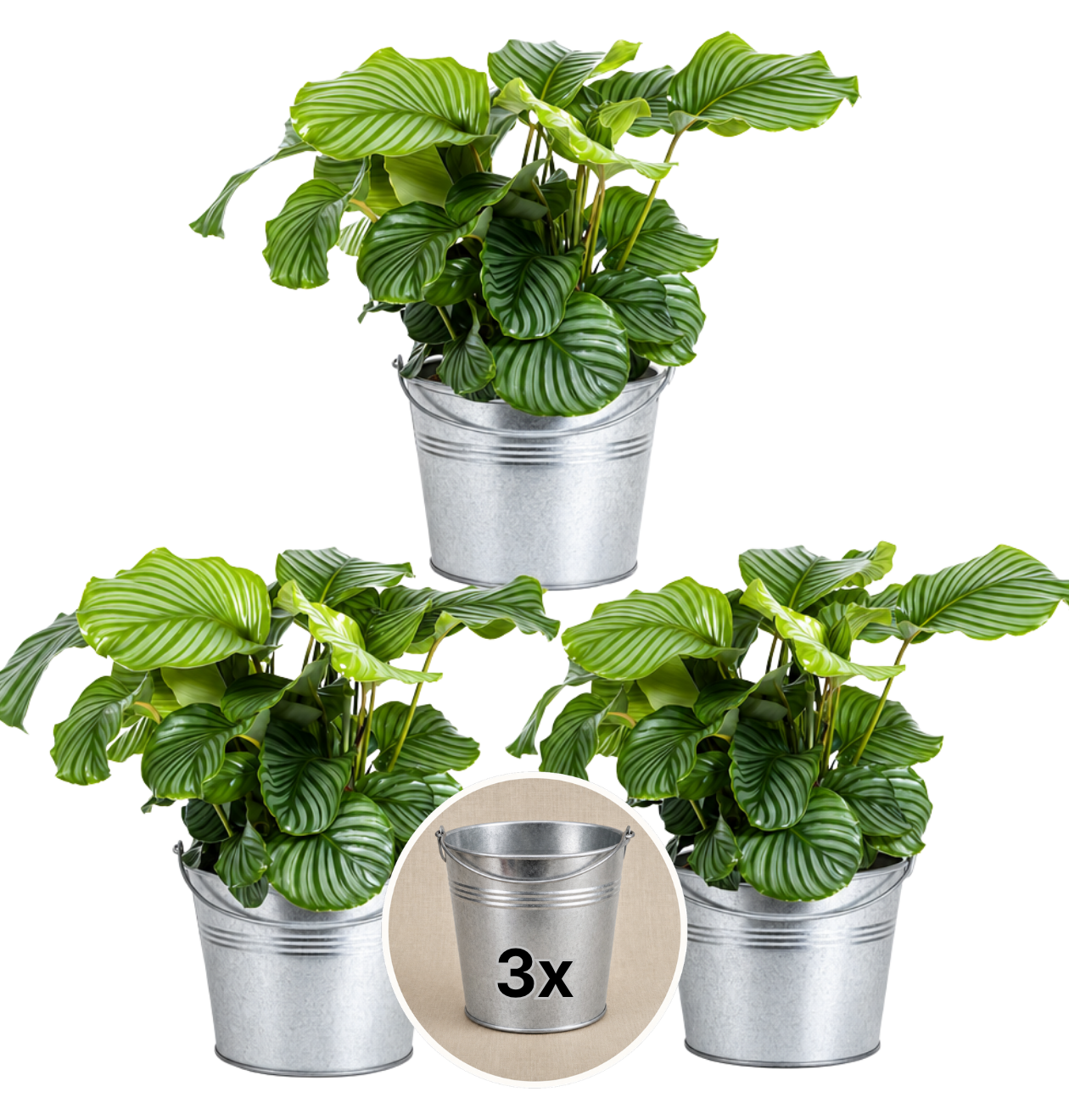Korbmarante + Zinktopf | 3er - Set | Calathea | ca. 40 - 50 cm | Ø 12 - 15 cm Topf - Blume Ideal