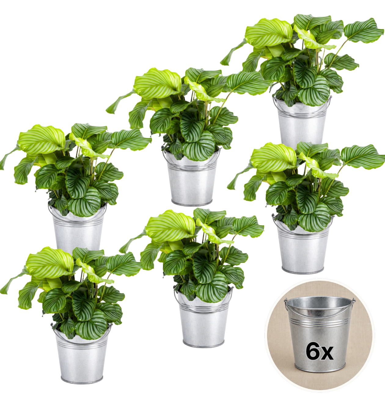 Korbmarante + Zinktopf | 6er - Set | Calathea | ca. 40 - 50 cm | Ø 12 - 15 cm Topf - Blume Ideal