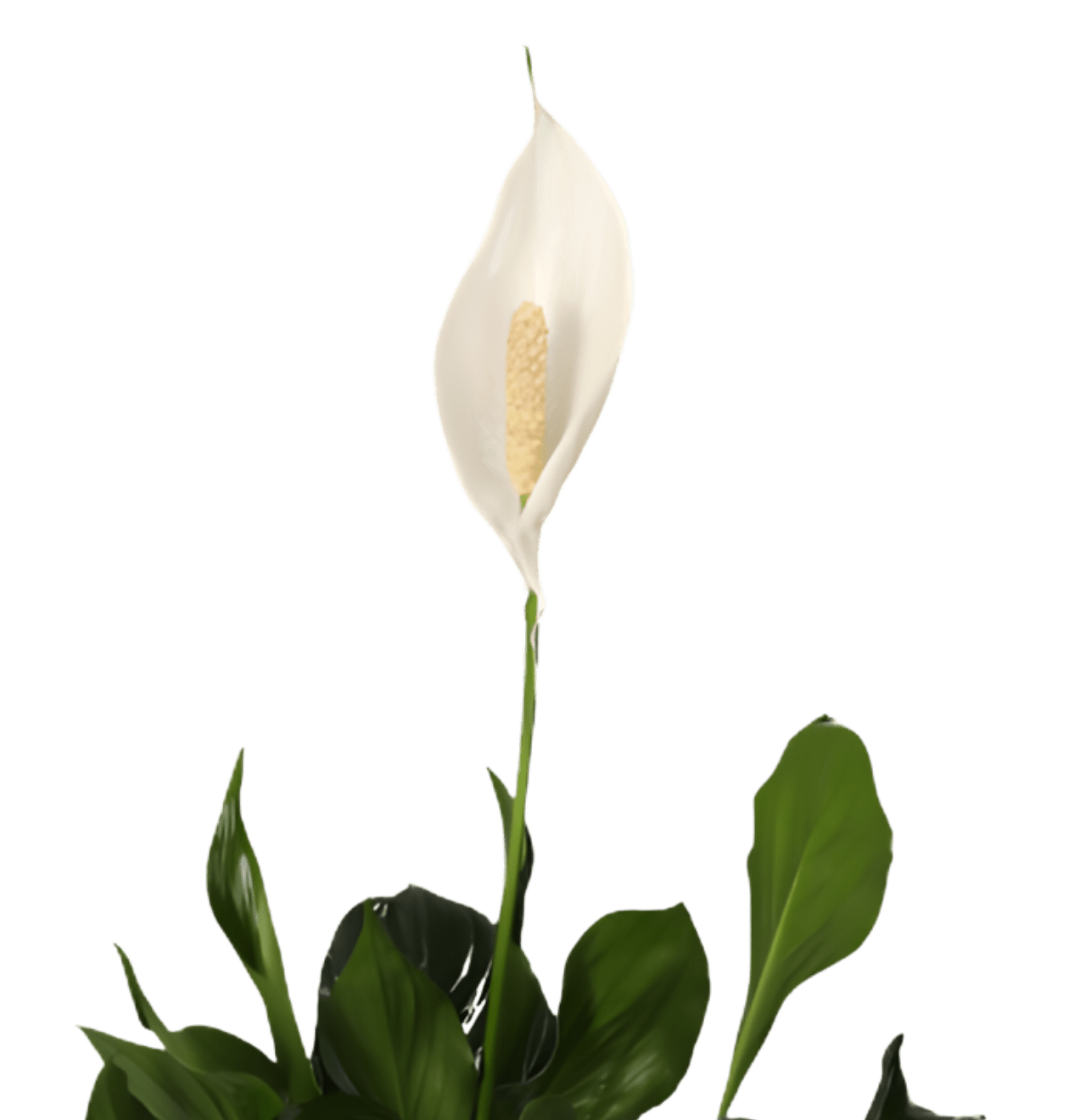 “Luftreiniger” Pflanzen - Set | 3er - Set | ca. 40 - 70 cm | Ø 12 - 15 cm Topf - Blume Ideal