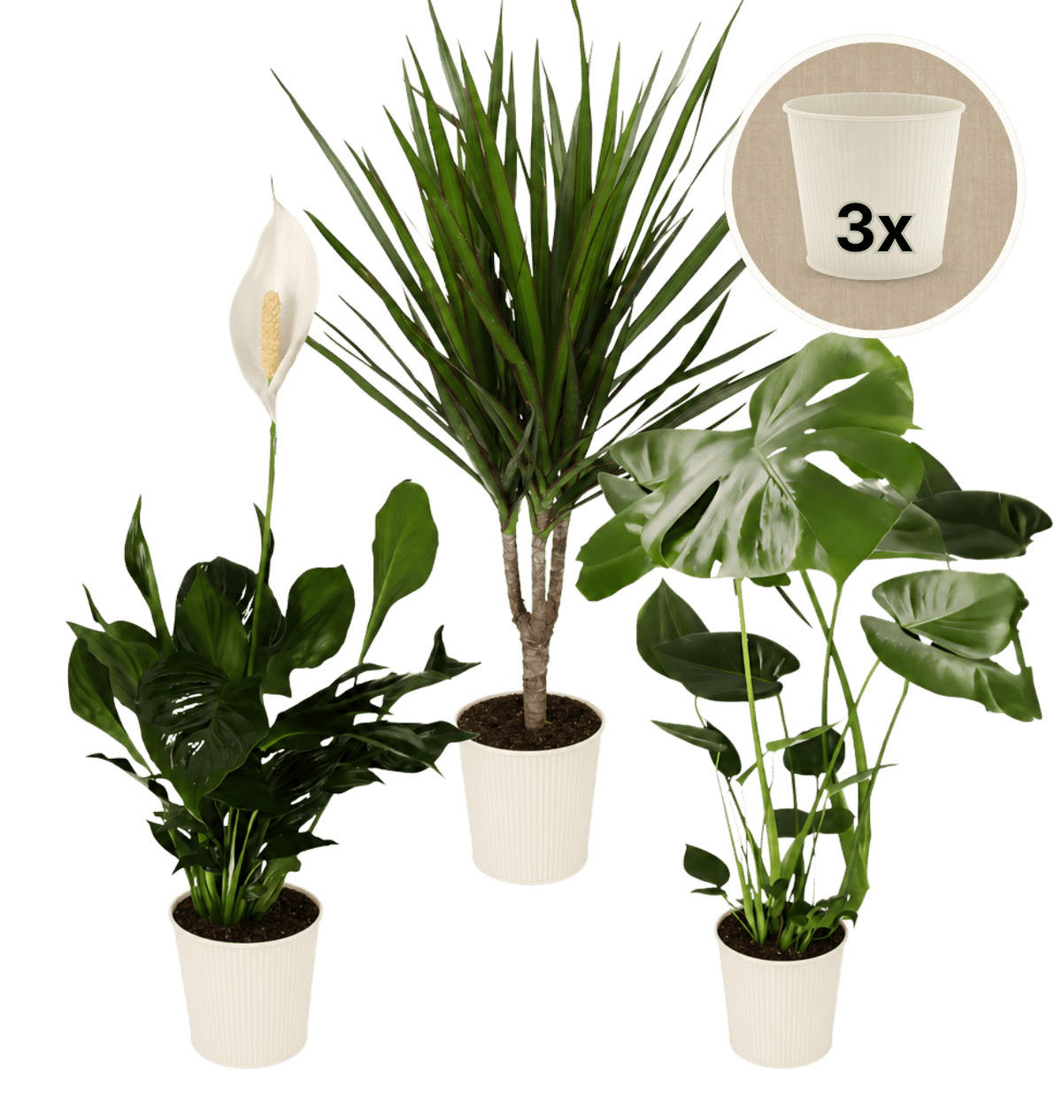 “Luftreiniger” Pflanzen-Set + 3x Cremefarbener Zinktopf | 3er-Set | ca. 40-70 cm | Ø 12-15 cm Topf - Blume Ideal