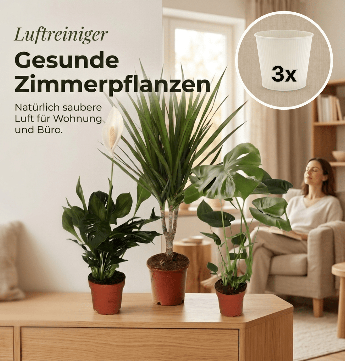 “Luftreiniger” Pflanzen-Set + 3x Cremefarbener Zinktopf | 3er-Set | ca. 40-70 cm | Ø 12-15 cm Topf - Blume Ideal