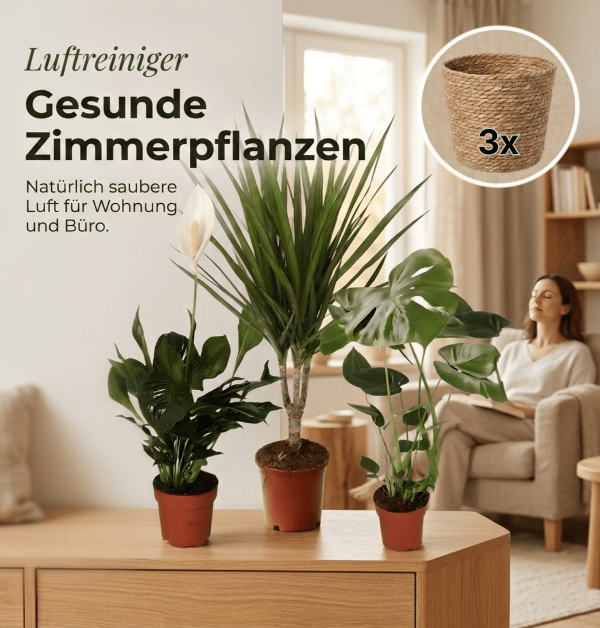 “Luftreiniger” Pflanzen-Set + 3x Seegraskorb | 3er-Set | ca. 40-70 cm | Ø 12-15 cm Topf - Blume Ideal