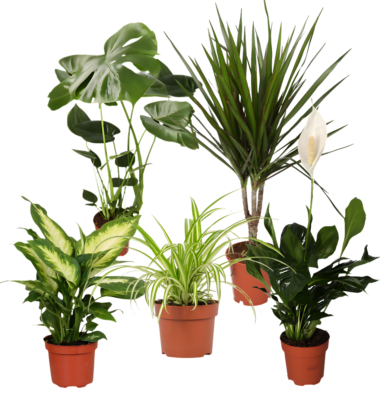 “Luftreiniger” Pflanzen - Set | 5er - Set | ca. 40 - 70 cm | Ø 12 - 15 cm Topf - Blume Ideal