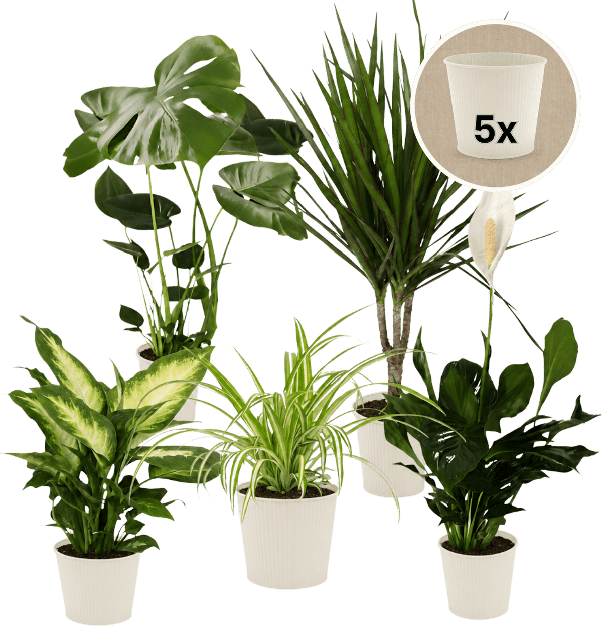 “Luftreiniger” Pflanzen-Set + 5x Cremefarbener Zinktopf | 5er-Set | ca. 40-70 cm | Ø 12-15 cm Topf - Blume Ideal