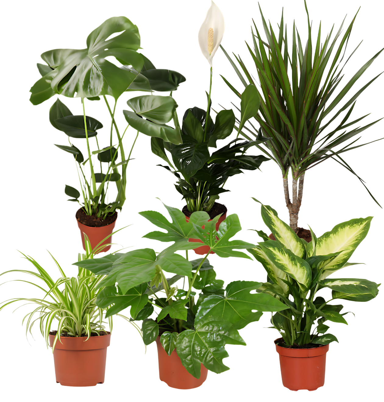 “Luftreiniger” Pflanzen - Set | 6er - Set | ca. 40 - 70 cm | Ø 12 - 15 cm Topf - Blume Ideal