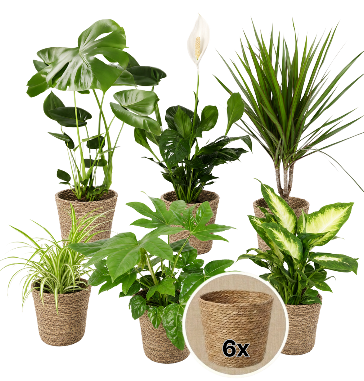 “Luftreiniger” Pflanzen-Set + 6x Seegraskorb | 6er-Set | ca. 40-70 cm | Ø 12-15 cm Topf - Blume Ideal