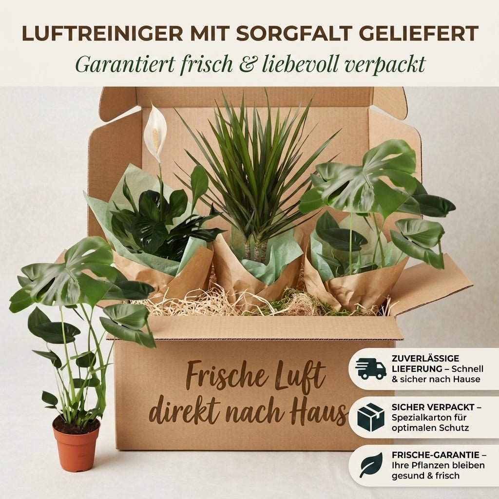 “Luftreiniger” Pflanzen-Set + 6x Seegraskorb | 6er-Set | ca. 40-70 cm | Ø 12-15 cm Topf - Blume Ideal