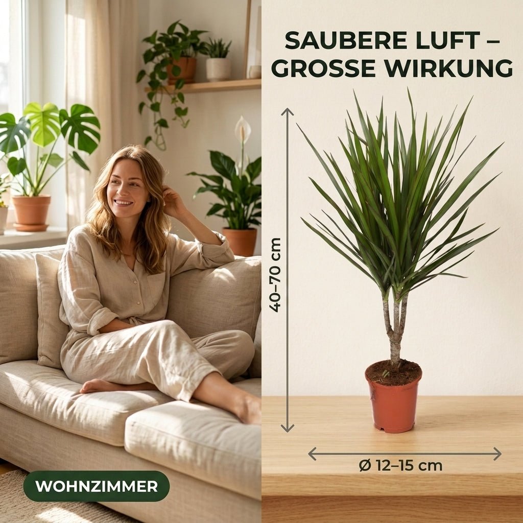 “Luftreiniger” Pflanzen-Set + 6x Seegraskorb | 6er-Set | ca. 40-70 cm | Ø 12-15 cm Topf - Blume Ideal